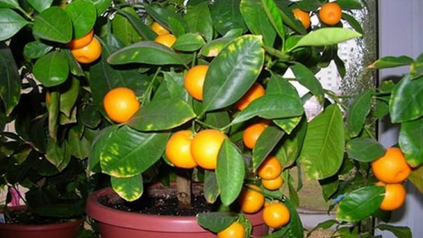 Как вырастить дерево мандарина. Мандариновое дерево. Мандарин Клеопатра. Мандариновое дерево вырастить. Апельсин из косточки.